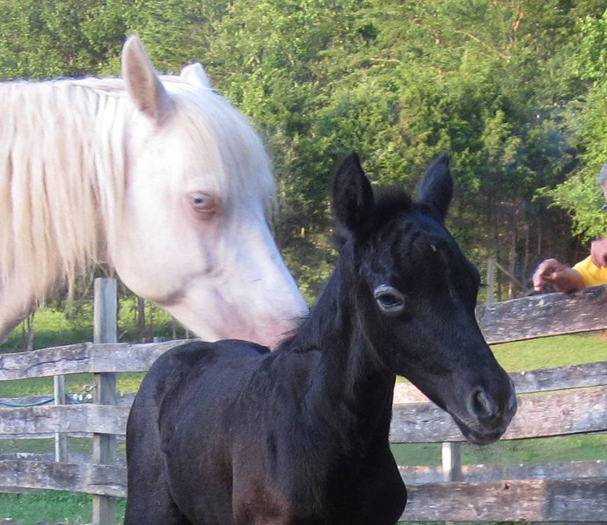 Foothills Farms and Piedmont Connemaras Connemara Pony Ponies and