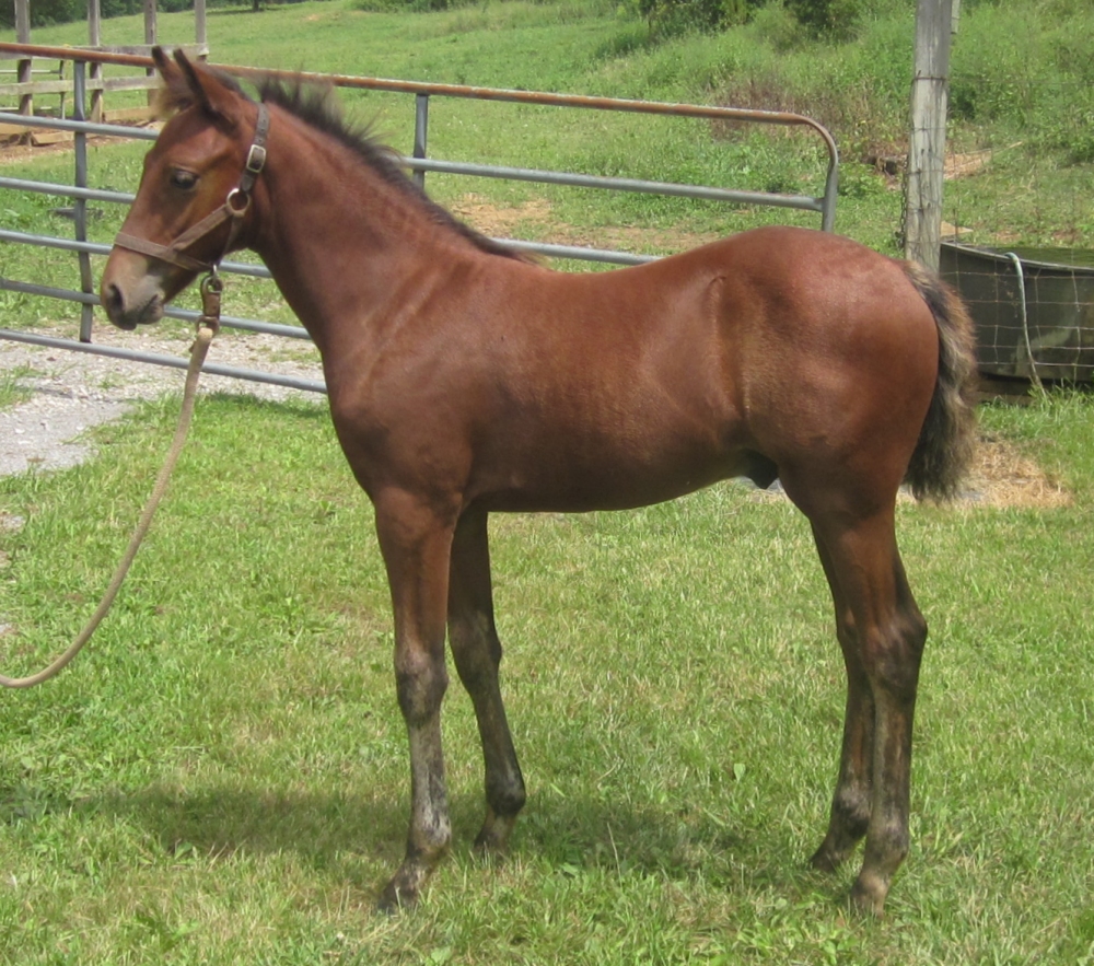 Foothills Farms and Piedmont Connemaras Connemara Pony Ponies and