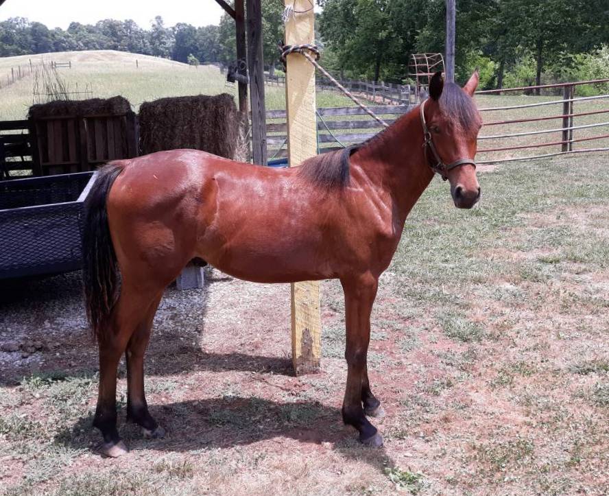 Foothills Farms and Piedmont Connemaras Connemara Pony Ponies and